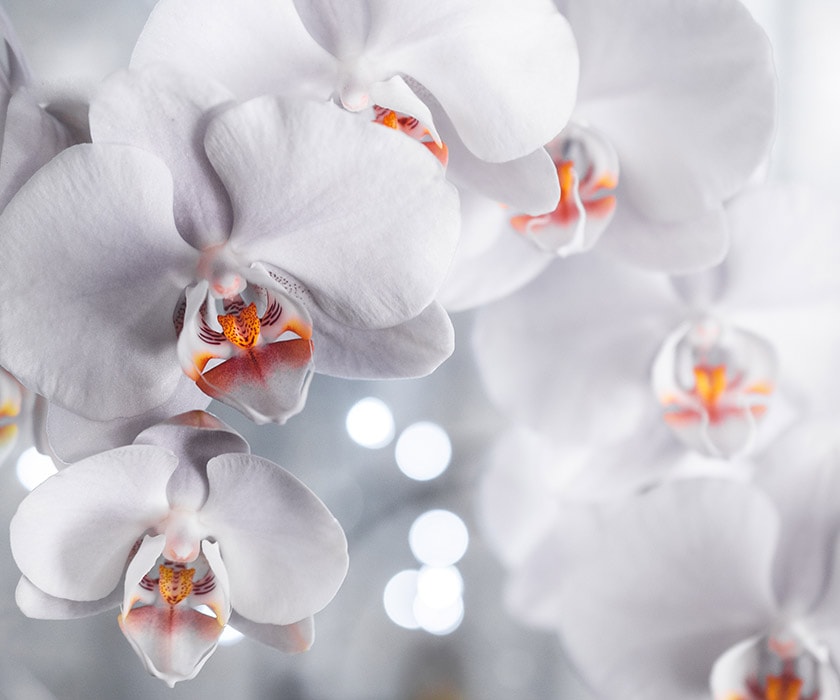 Château Saint-Jean - Montluçon - Auvergne - France